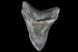 Serrated, Fossil Megalodon Tooth - Georgia #108847-2